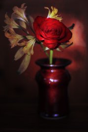 czerwona róża w wazonie
